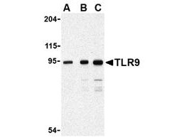 Anti-TLR9 (Toll Like Receptor-9)