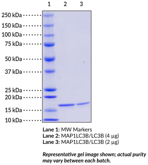 MAP1LC3B/LC3B (human recombinant)