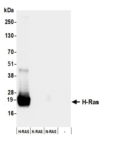Anti-H-Ras Recombinant Monoclonal