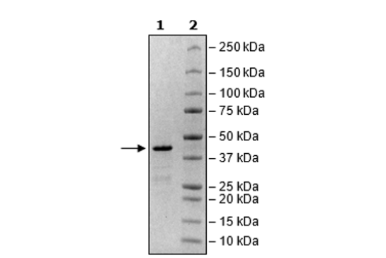 p21, GST-Tag Recombinant