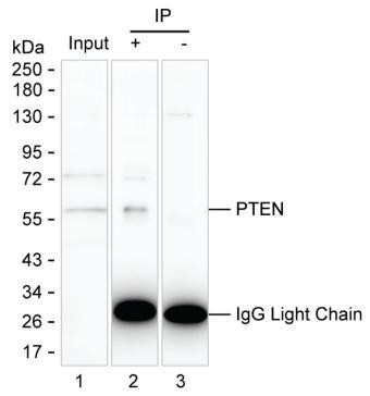 Anti-PTEN