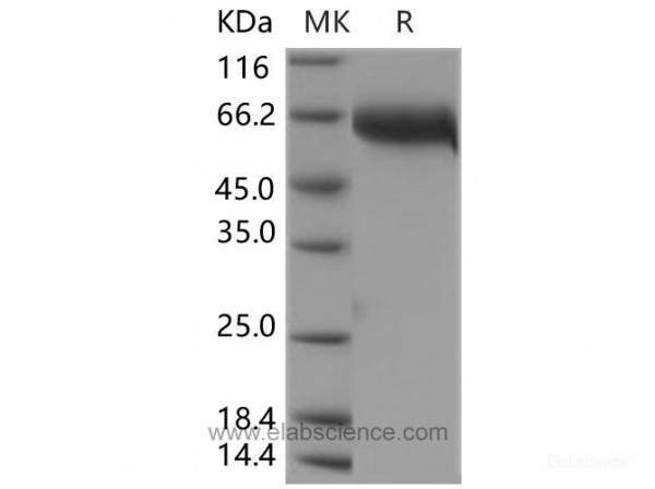 LIF Protein (Fc Tag) (recombinant human)
