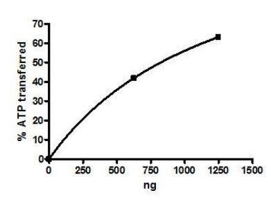 PLK1, active human recombinant protein