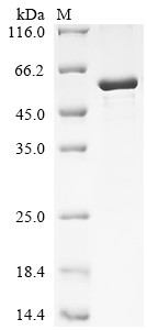 Hyaluronan and proteoglycan link protein 1 (HAPLN1), human, recombinant