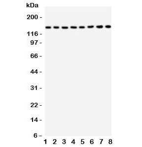 Anti-TSC1 (Hamartin)