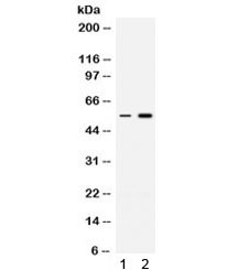 Anti-MEF2A / Myocyte-specific enhancer factor 2A