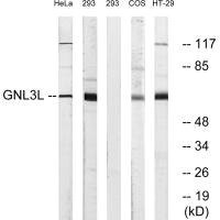 Anti-GNL3L