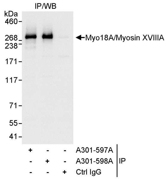 Anti-Myo18A/Myosin XVIIIA
