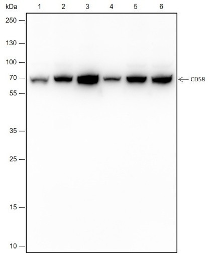 Anti-Recombinant CD58, clone A177