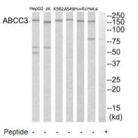 Anti-ABCC3