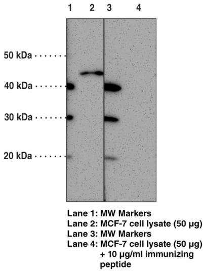 Anti-FFAR3 (GPR41) (Internal)