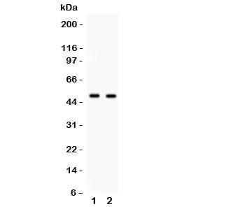 Anti-E2F3
