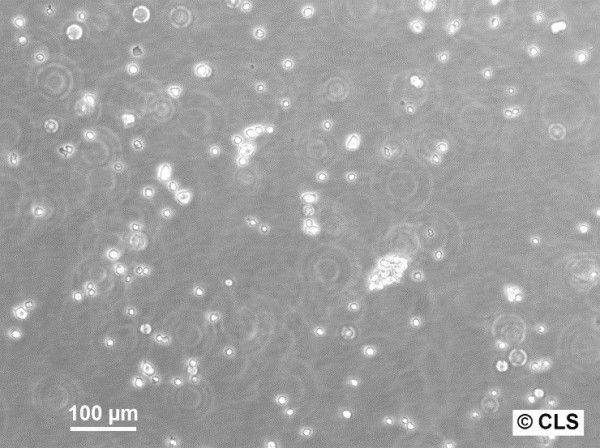 WEHI-3 Cells