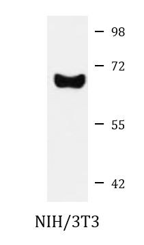 Anti-ARCN1