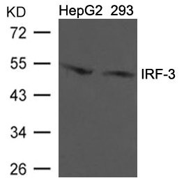 Anti-IRF3 (Ab-396)