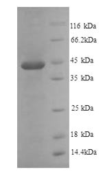 Plasminogen activator inhibitor 1 (Serpine1), mouse, recombinant