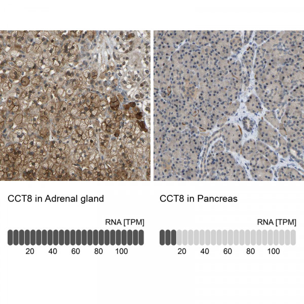 Anti-CCT8