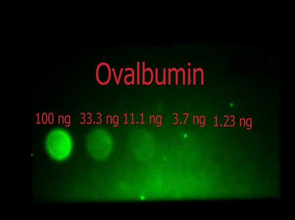 Anti-OVALBUMIN (Hen Egg White), Fluorescein Conjugated