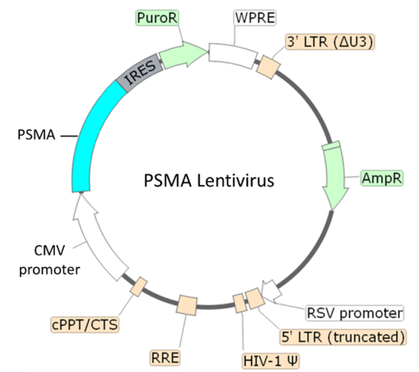 PSMA Lentivirus