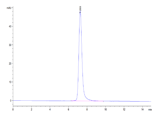 Human ACE2/ACEH Protein
