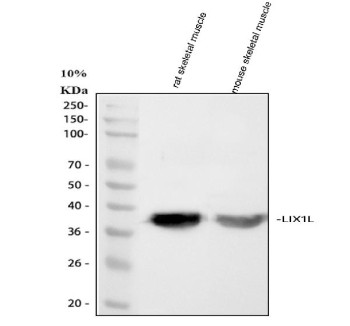 Anti-LIX1L / Limb and CNS expressed protein 1-like