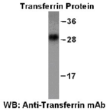 Anti-Transferrin, monoclonal