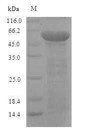 Neurofilament light polypeptide (Nefl), mouse, recombinant