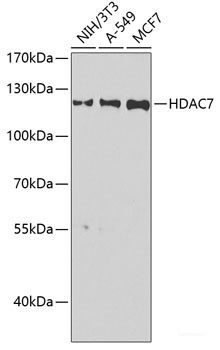 Anti-HDAC7