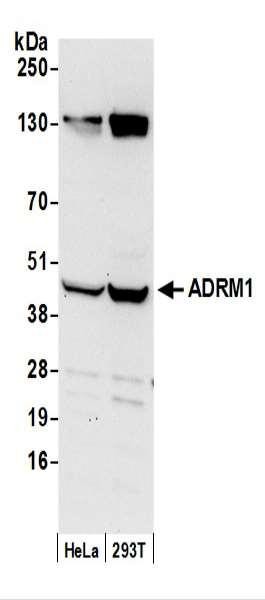 Anti-ADRM1