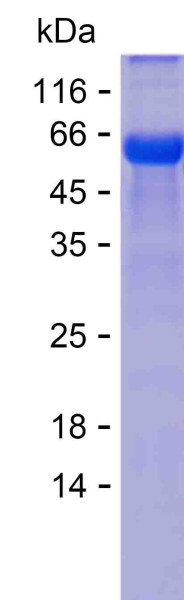 INSR (human), recombinant protein
