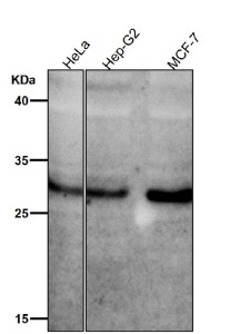 Anti-phospho-MST1/MST2 (Thr183/Thr180), clone 32S47