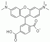 6-TAMRA (6-Carboxytetramethylrhodamine) *Validated for labeling oligos*