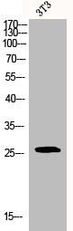 Anti-BCL2