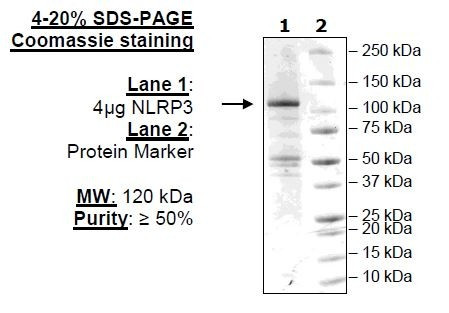 NLRP3 (NALP3), His-Flag-Tags (HEK293-derived)