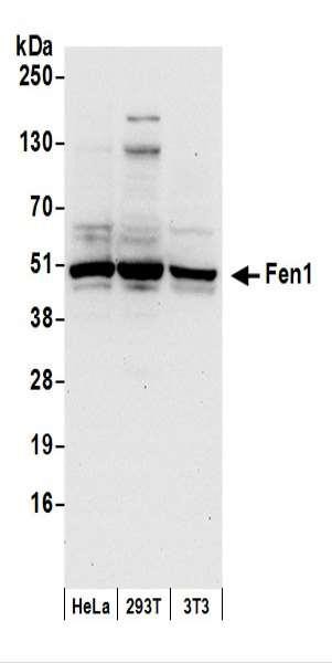 Anti-Fen1