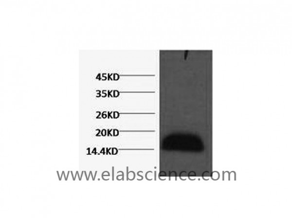 Anti-Histone H3, clone 3C5