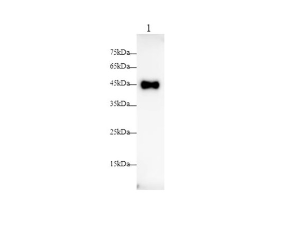 CD200 Polyclonal antibody