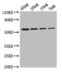 Anti-glpK, Biotin conjugated