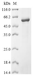 Leukocyte immunoglobulin-like receptor subfamily B member 2 (LILRB2), partial, human, recombinant