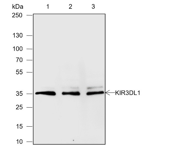 Anti-Recombinant KIR3DL1, clone A606