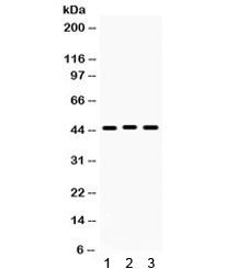 Anti-Connexin 45 / GJC1