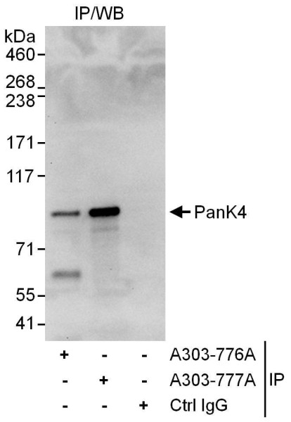 Anti-PanK4