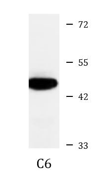 Anti-phospho-MEK1 (Ser298)