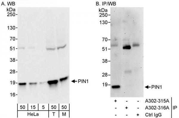 Anti-PIN1