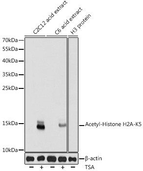 Anti-Acetyl-Histone H2A (Lys5)