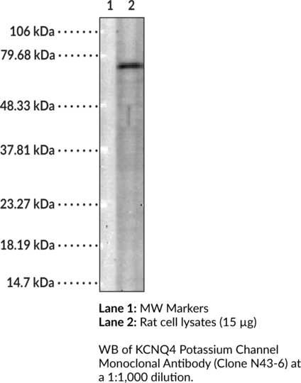 Anti-KCNQ4 Potassium Channel Monoclonal Antibody (Clone N43-6)