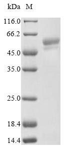Serpin A9 (SERPINA9), human, recombinant