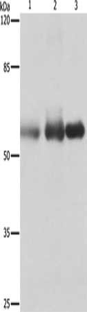 Anti-PVRL1