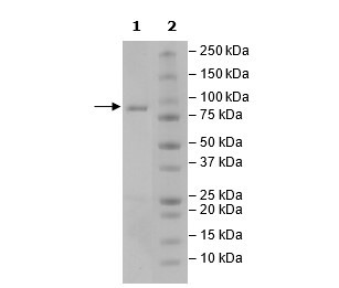 WRN, GST-Tag Recombinant