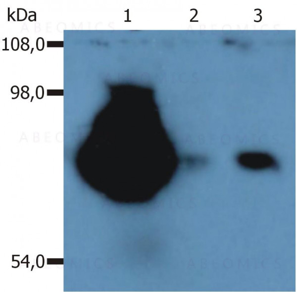 Anti-CD44 / Pgp-1 Monoclonal Antibody (Clone:MEM-263)